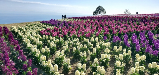 ストックの花　見本